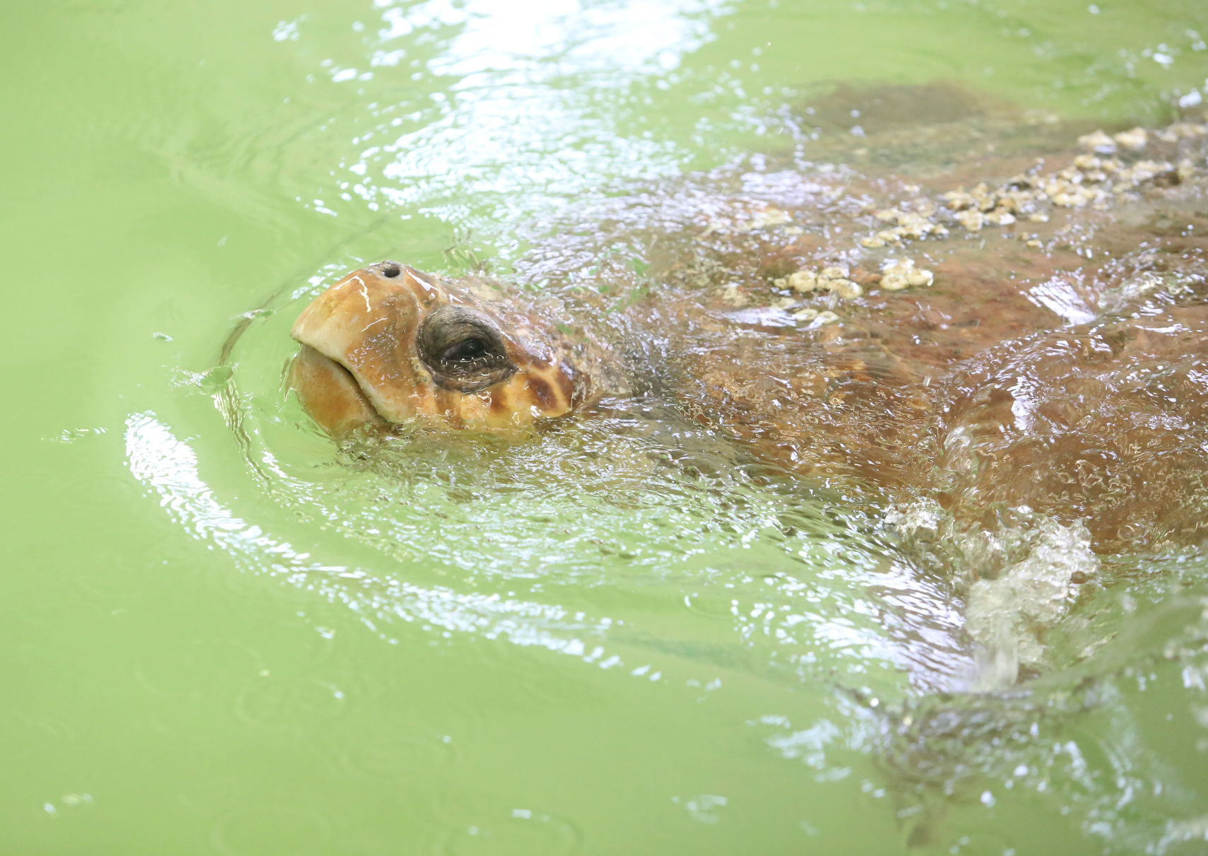 Loggerheads